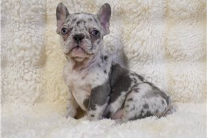 Octavia - puppy for sale