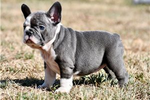 Mariah - puppy for sale