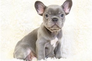 Nico - French Bulldog for sale