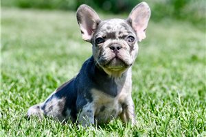 Bella - French Bulldog for sale