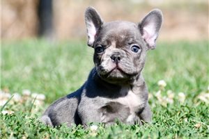 Bayer - French Bulldog for sale
