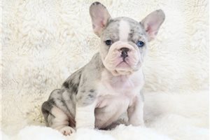 Giovanni - French Bulldog for sale