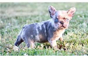 Bessie - puppy for sale