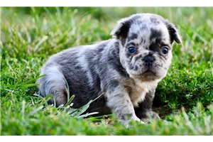 Hitchcock - French Bulldog for sale