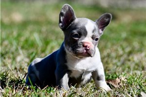 Mouse - puppy for sale