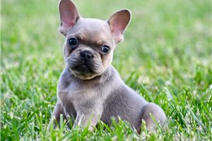 Cory - French Bulldog for sale