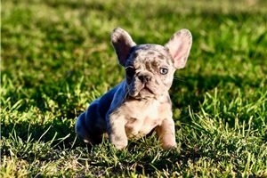 Olga - puppy for sale