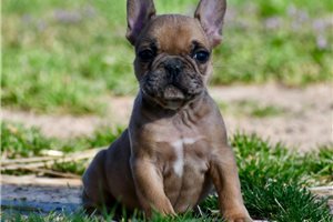 Isaiah - French Bulldog for sale