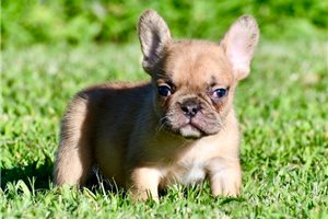 Ozzy - French Bulldog for sale