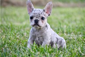 Alicia - French Bulldog for sale