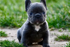 Buttercup - puppy for sale