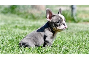 Beethoven - French Bulldog for sale