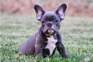 Beth - French Bulldog for sale