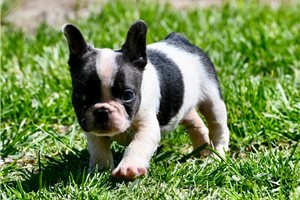 Trip - French Bulldog for sale