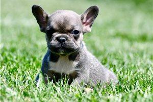 Cinder - puppy for sale
