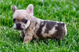 Ophelia - puppy for sale