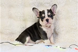 Vicky - French Bulldog for sale