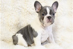 Lettie - French Bulldog for sale