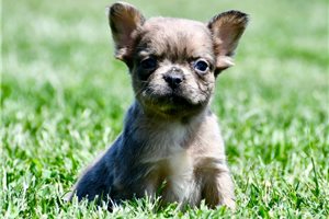 Cayden - French Bulldog for sale