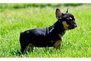 Iota - puppy for sale