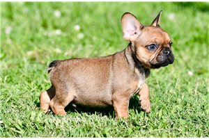 Owen - French Bulldog for sale