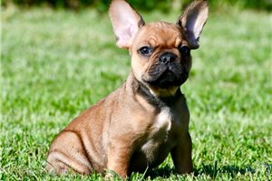Owen - French Bulldog for sale
