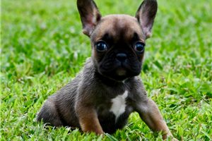 Orchid - French Bulldog for sale