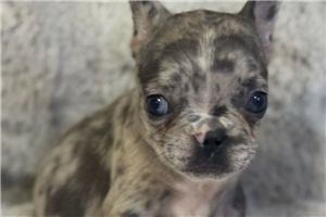 Nessie - French Bulldog for sale