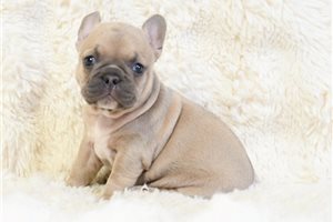 Ivory - puppy for sale