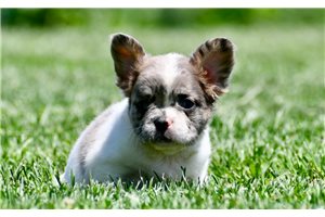 Christian - puppy for sale