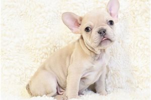Shepherd - French Bulldog for sale