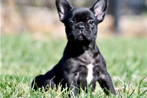 Enzo - puppy for sale