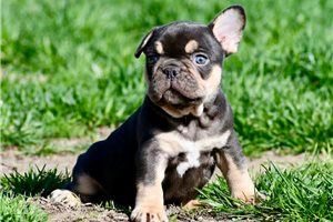 Isaac - French Bulldog for sale
