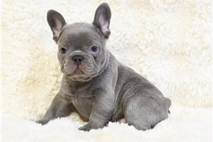 Lincoln - French Bulldog for sale