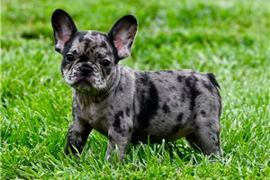 Rachel - puppy for sale