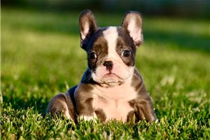 Beethoven - puppy for sale