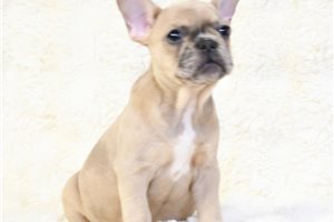 Delilah - French Bulldog for sale
