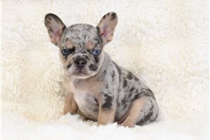 Cowgirl - French Bulldog for sale