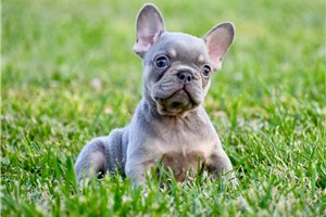 Candace - French Bulldog for sale