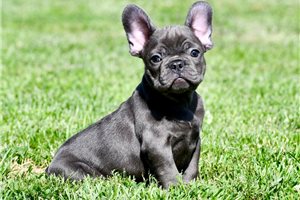 Koen - French Bulldog for sale