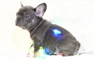 Aphra - French Bulldog for sale