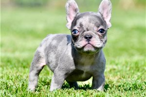Rhett - French Bulldog for sale
