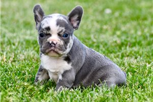 Keaton - puppy for sale
