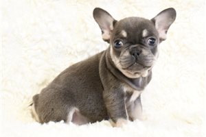 Diana - French Bulldog for sale
