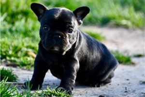 Dolly - puppy for sale