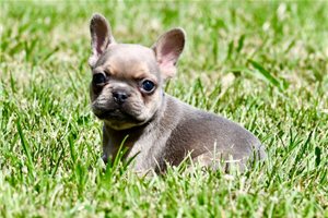 Cory - French Bulldog for sale