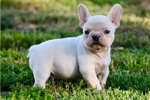 Lilith - French Bulldog for sale