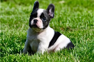 Trip - French Bulldog for sale