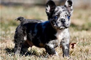 Hitchcock - French Bulldog for sale