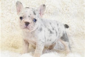 Gina - puppy for sale